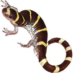Ringed Salamander